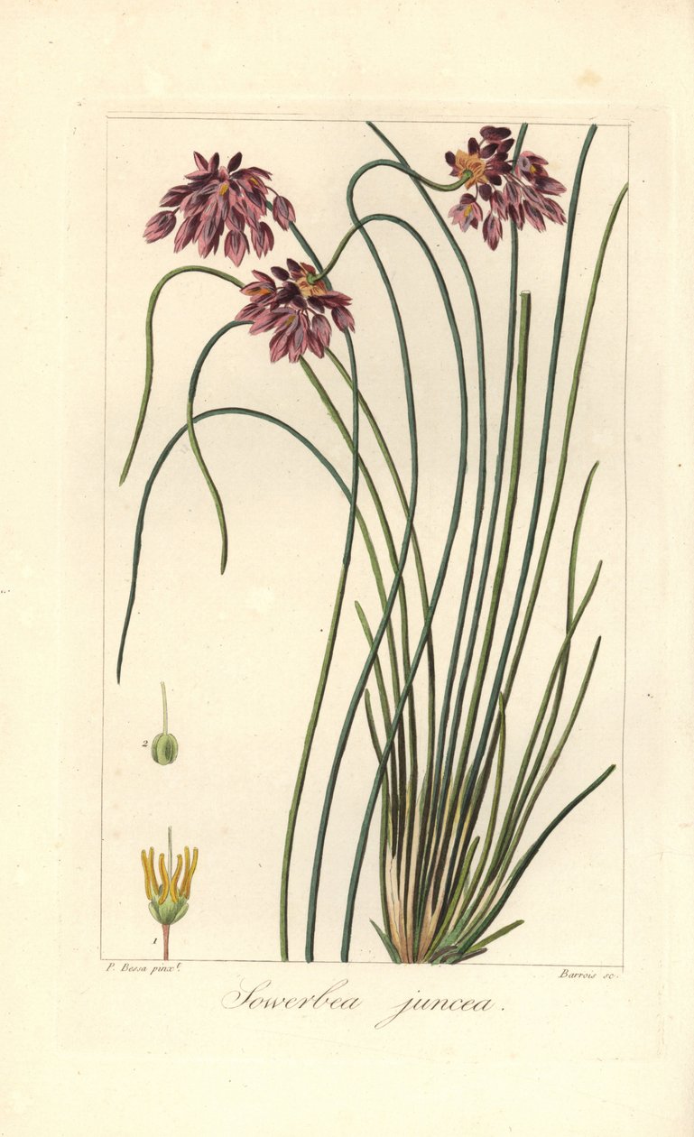 Rush lilja, Sowerbaea juncea, infödd i Australien. Uppkallad efter den botaniska konstnären James Sowerby. Handkolorerad sticklinggravyr på koppar av Barrois från en botanisk illustration av Pancrace Bessa från Mordant de Launays "Herbier General de l