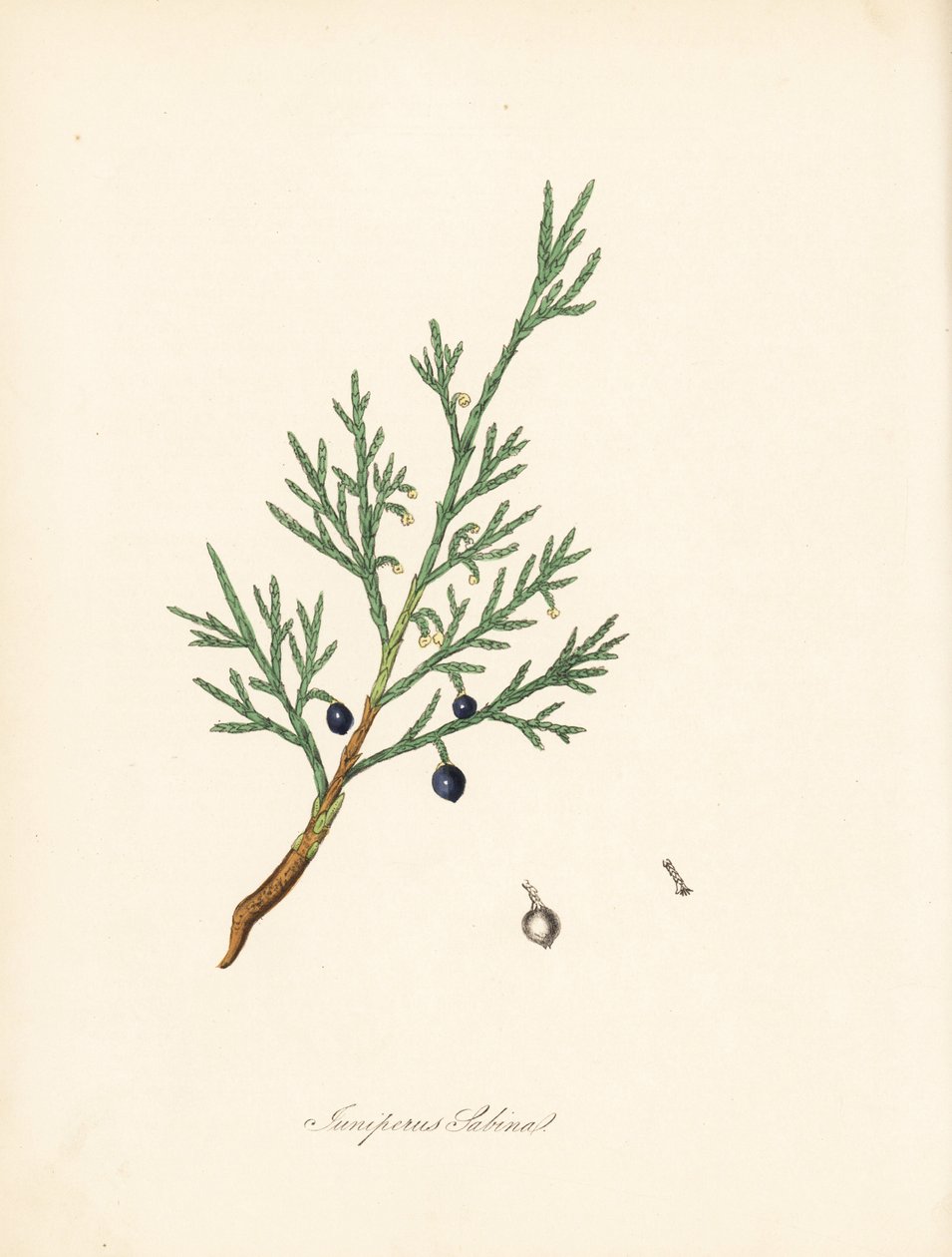 Sabine enbär - Vanlig savin eller enbär savin, Juniperus sabina. Taget från en illustration av James Sowerby från William Woodville och Sir William Jackson Hookers "Medical Botany." Handkolorerad zinkograf av C. Chabot tecknad av Miss M. A. Burnett från h. av James Sowerby