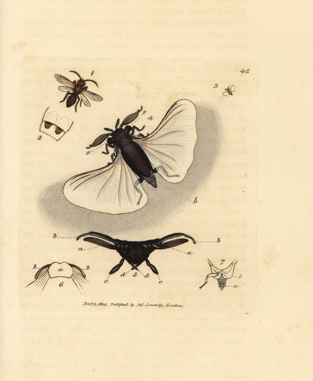 Sandbiparasit, Stylops melittae. Handkolorerad kopparstick av James Sowerby från The British Miscellany, eller färgade figurer av nya, sällsynta eller föga kända djurämnen. av James Sowerby