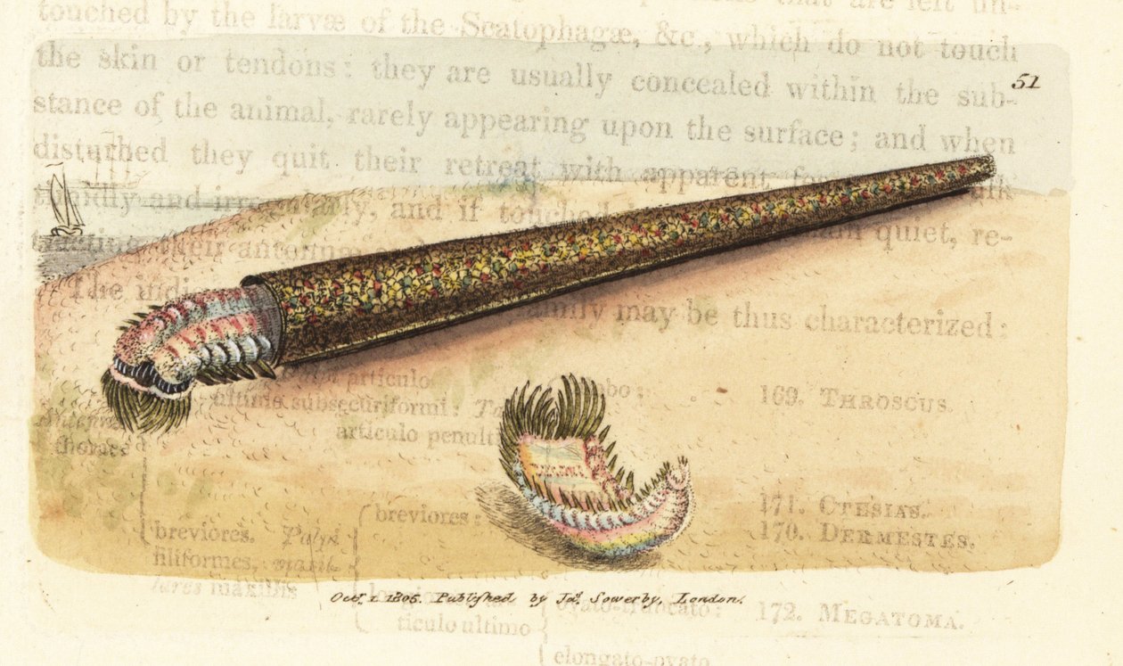 Sandrörsbyggande fläktmask, Pectinaria belgica (Nereis pectinata). Handkolorerad kopparstick av James Sowerby från The British Miscellany, eller färgade figurer av nya, sällsynta eller föga kända djurämnen. av James Sowerby
