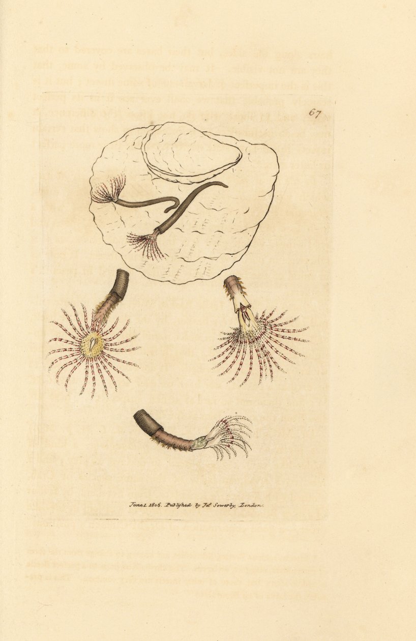 Sandmask med röda filtar, Amphitrite rosea. Handkolorerad kopparstick av James Sowerby från The British Miscellany, eller färgade figurer av nya, sällsynta eller föga kända djurämnen. av James Sowerby