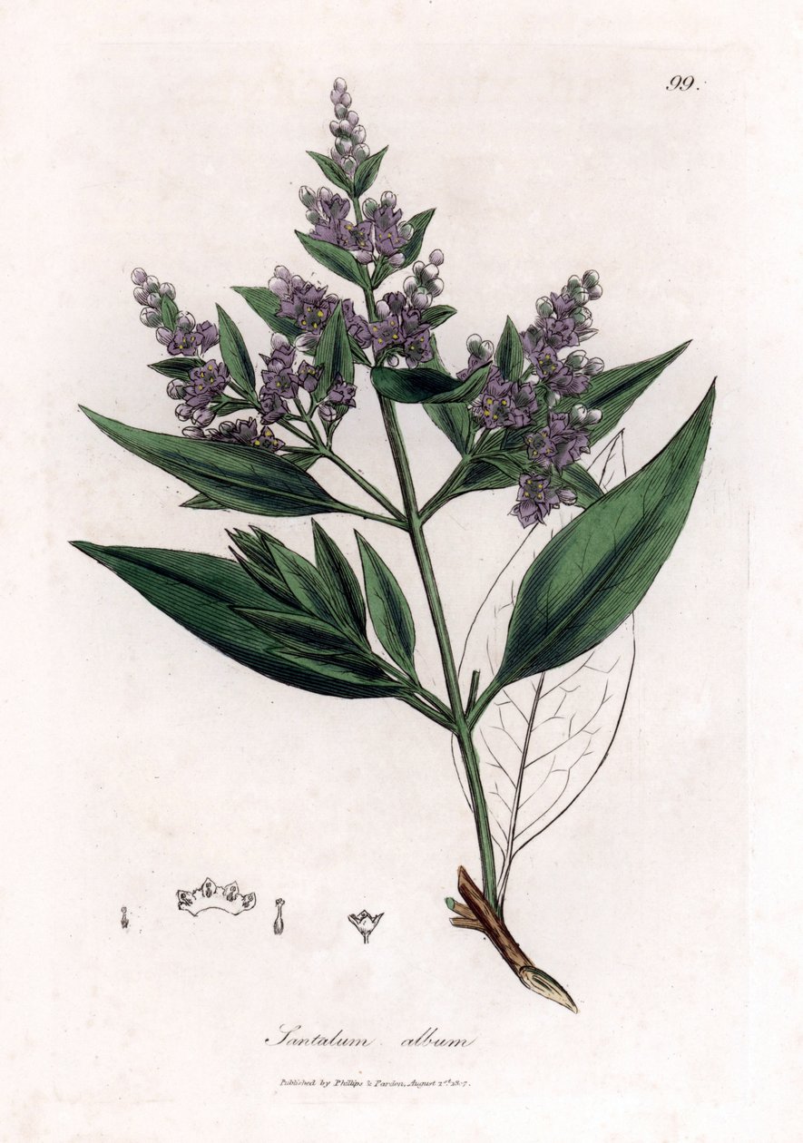 Sandelträ - Indisk sandelträ, Santalum album. Sårbar. Handfärgad kopparstick från en botanisk illustration av James Sowerby från William Woodville och Sir William Jackson Hookers "" Medical Botany", John Bohn, London av James Sowerby
