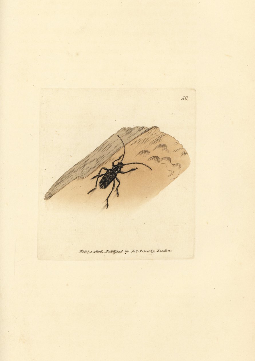 Sarosesthes fulminans skalbagge (Cerambyx fulminans). Handkolorerad kopparstick av James Sowerby från The British Miscellany, eller färgade figurer av nya, sällsynta eller föga kända djurämnen. av James Sowerby