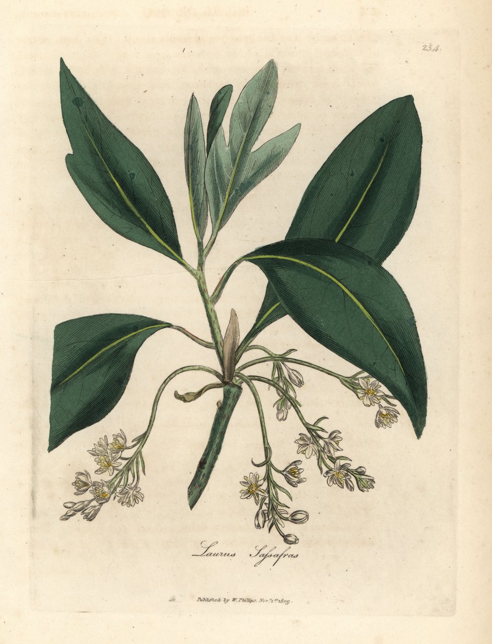 Sassafras träd, Laurus sassafras av James Sowerby