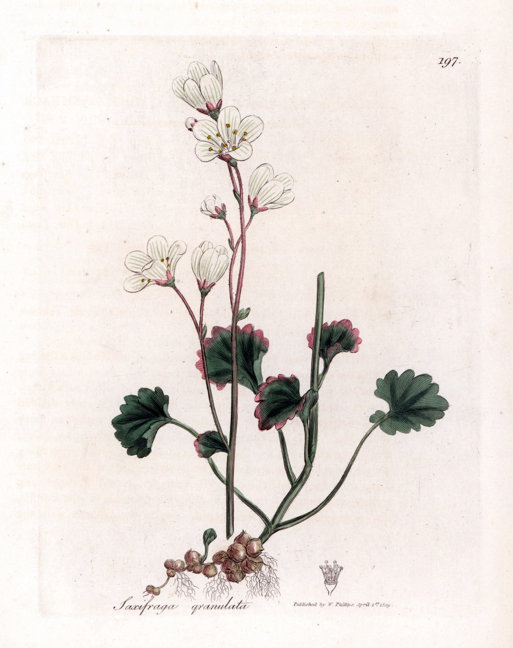 Saxifrage granulee eller bollar - Vit saxifrage, Saxifraga granulata. Handfärgad kopparstick från en botanisk illustration av James Sowerby från William Woodville och Sir William Jackson Hookers "" Medical Botany", John Bohn, London av James Sowerby