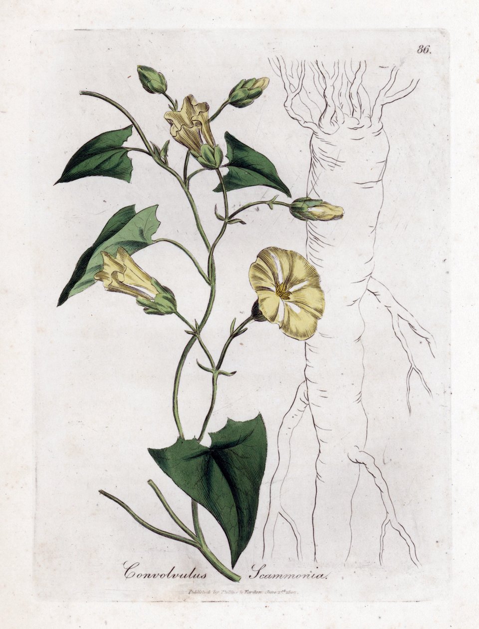 Scamonee - Scammony bindweed, Convolvulus scammonia. Handfärgad kopparstick från en botanisk illustration av James Sowerby från William Woodville och Sir William Jackson Hookers "" Medical Botany", John Bohn, London av James Sowerby