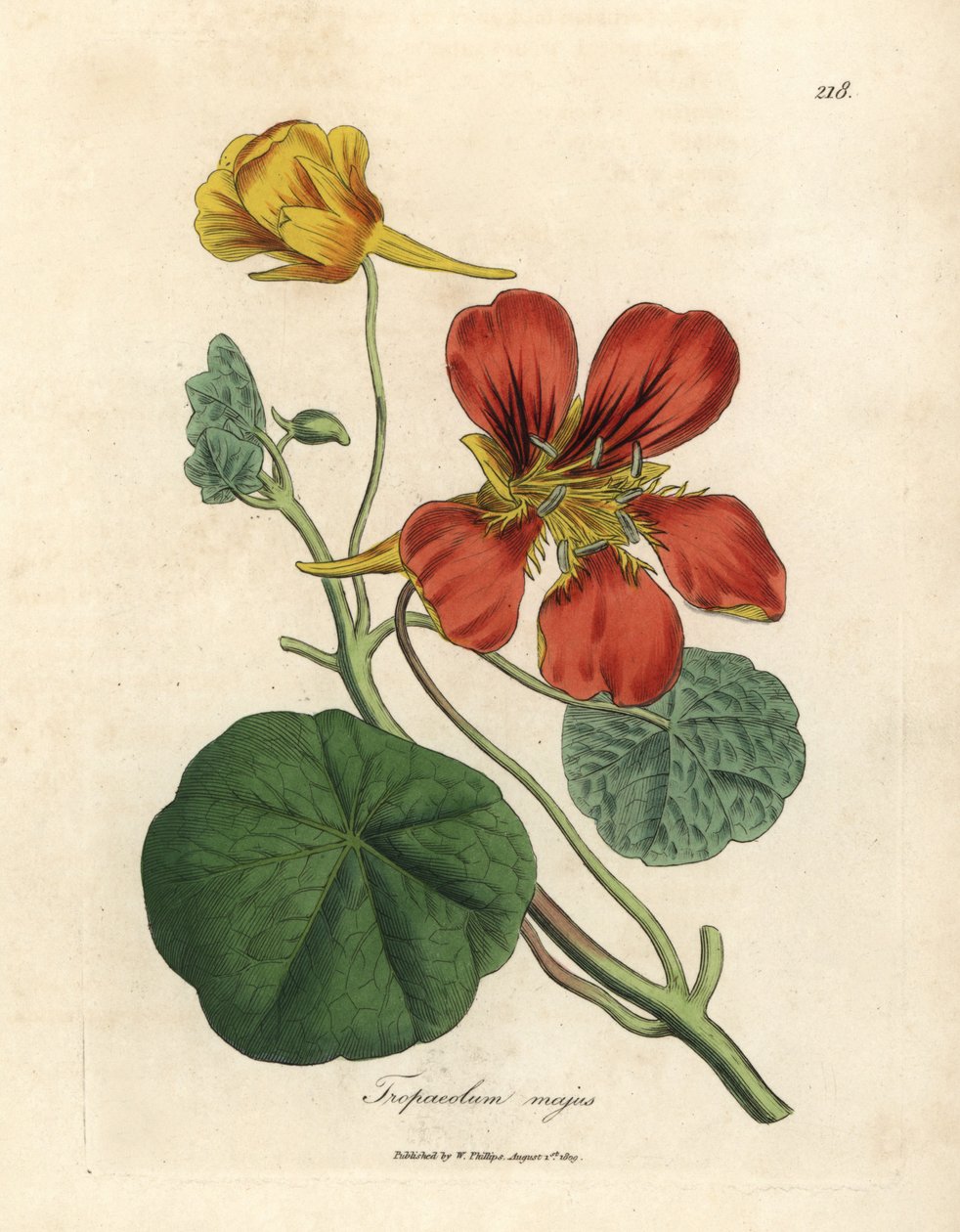 Scharlakansröd och gulblommig större indisk krasse, Tropaeolum majus av James Sowerby