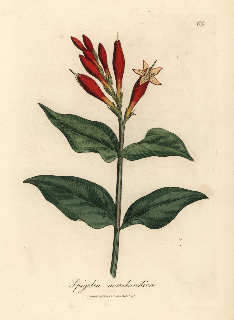 Scarlet blommande indisk rosa, Spigelia marilandica av James Sowerby