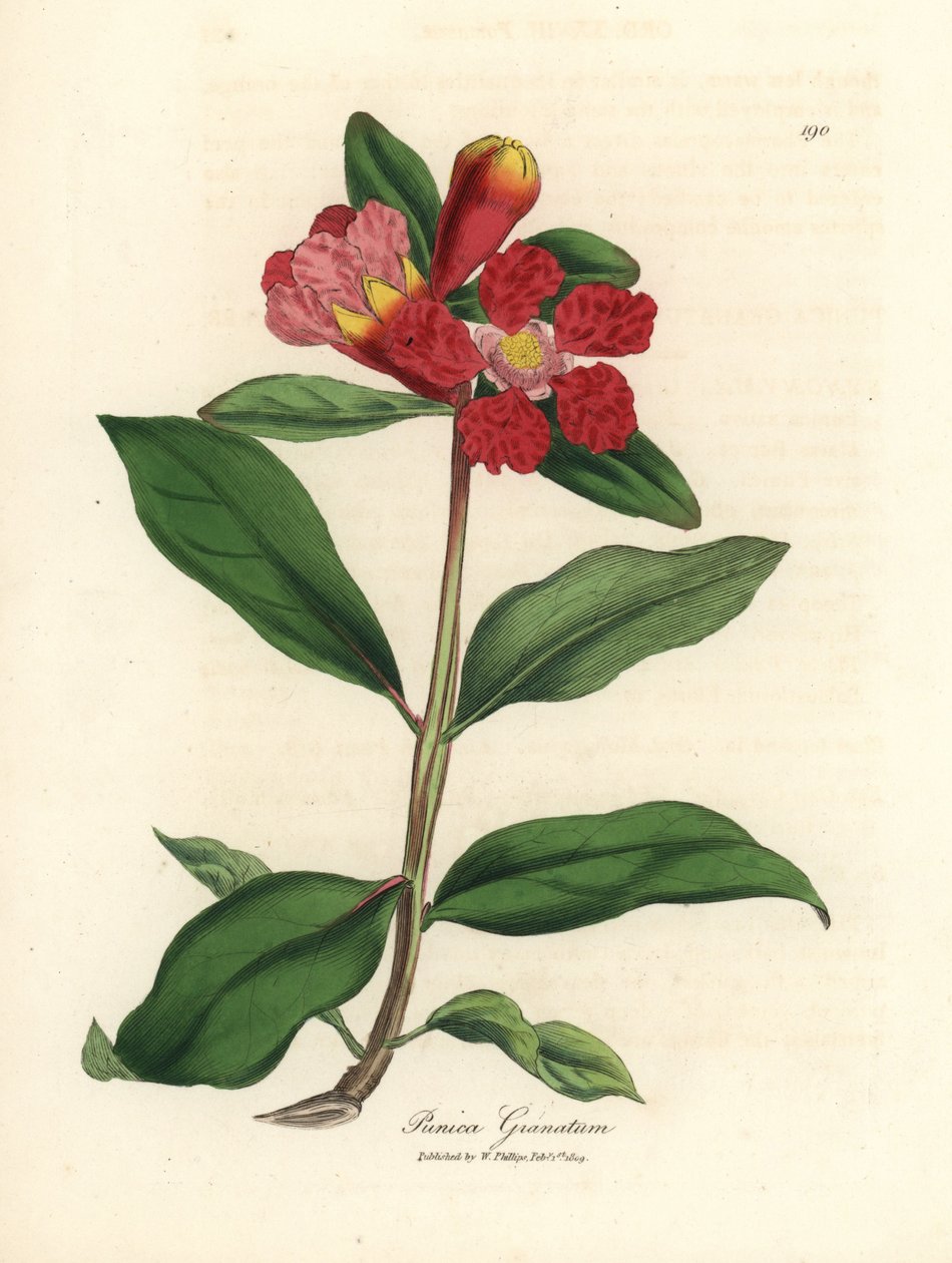 Scharlakansrödblommigt granatäppleträd, Punica granatum av James Sowerby