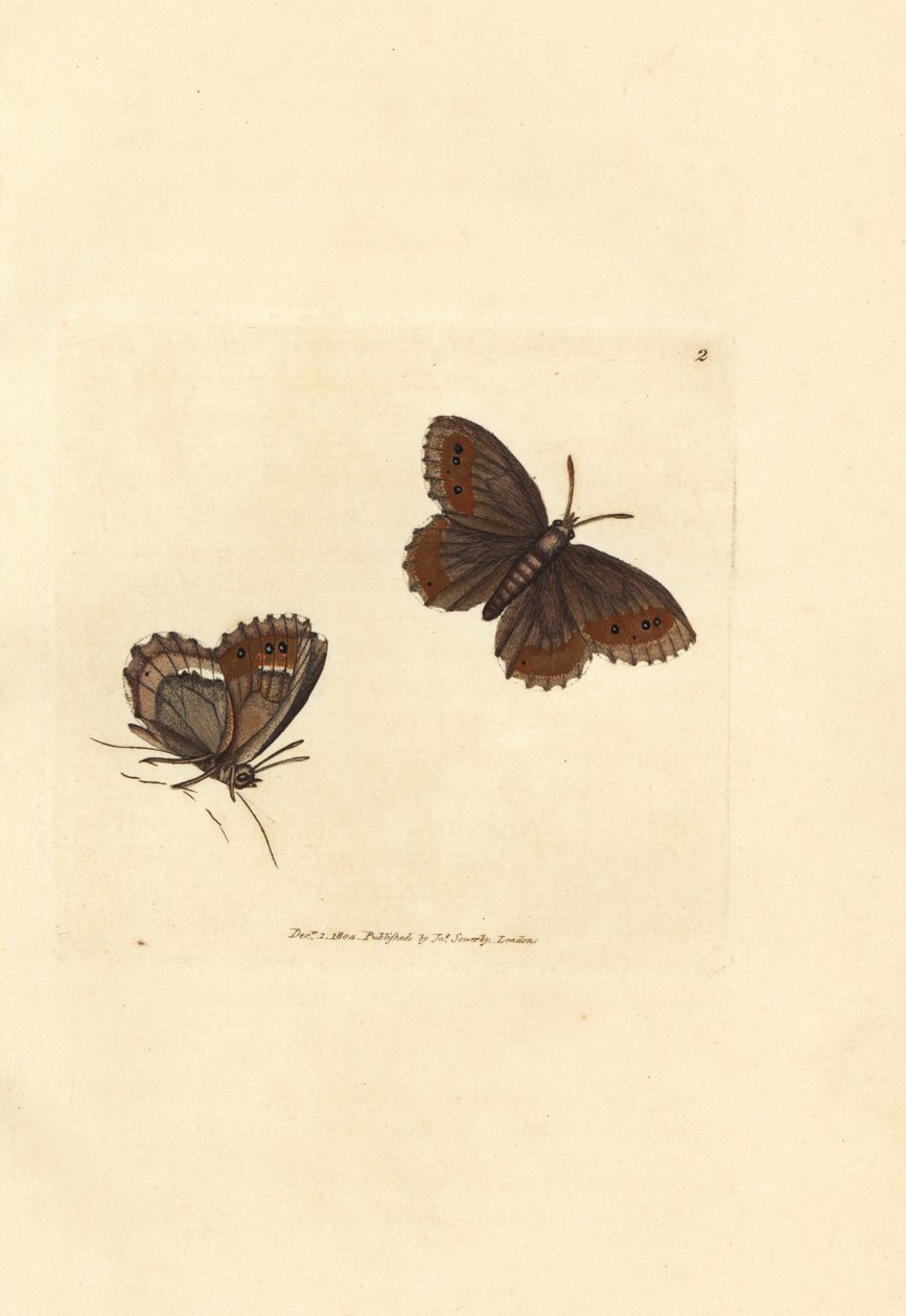 Scotch Argus fjäril, Erebia aethiops (Papilio blandina). Handfärgad kopparstick av James Sowerby från The British Miscellany, eller färgade figurer av nya, sällsynta eller föga kända djurämnen. av James Sowerby