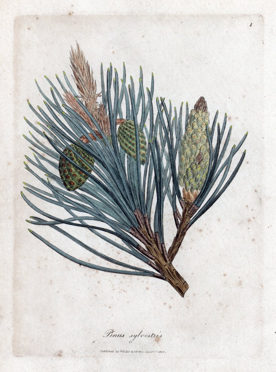 Tallfura - Gran eller tall, Pinus sylvestris. Handfärgad kopparstick från en botanisk illustration av James Sowerby från William Woodville och Sir William Jackson Hookers "" Medical Botany", John Bohn, London av James Sowerby
