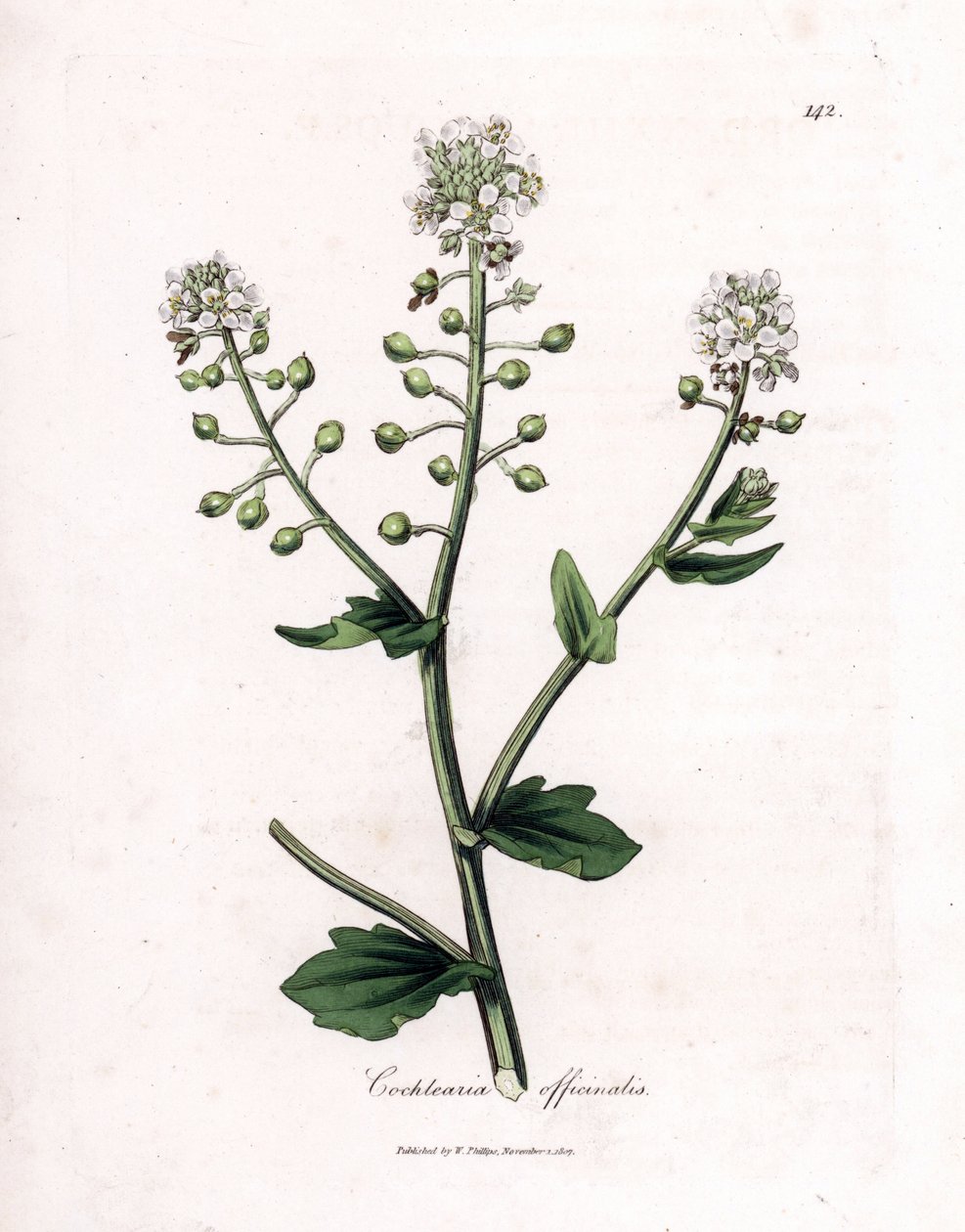 Skörbjugg, Cochlearia officinalis. Handfärgad kopparstick från en botanisk illustration av James Sowerby från William Woodville och Sir William Jackson Hookers "" Medical Botany", John Bohn, London av James Sowerby