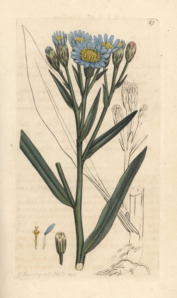 Havsaster, Tripolium pannonicum subsp. tripolium (Sea starwort, Aster tripolium) (Aster maritime) Handfärgad kopparstick efter en illustration av James Sowerby från James Smith