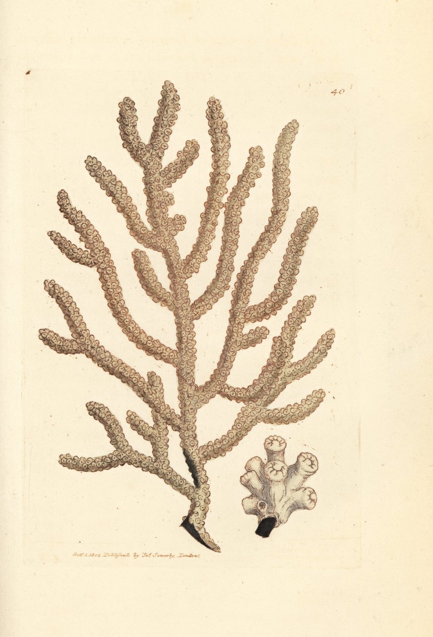 ウミファン、ゴルゴニア種 (細いゴルゴニア、ゴルゴニア viminalis?)。 The British Miscellany の James Sowerby による手彩色の銅版画、または新しい、珍しい、またはほとんど知られていない動物の色付きの図。スウェーデン語 av James Sowerby