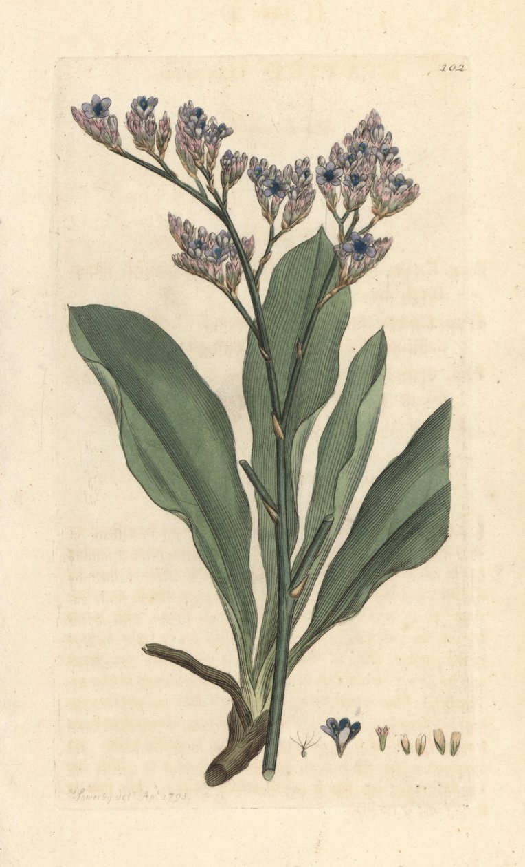 Havslavendel, Limonium vulgare (Statice limonium) (havslavendel) Handkolorerad kopparstick efter en illustration av James Sowerby från James Smith