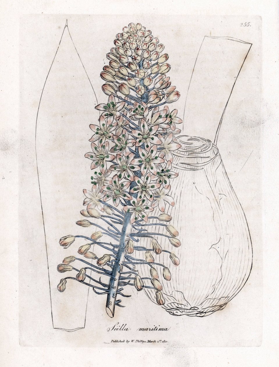 Havslök eller squill, Drimia maritima. Handfärgad kopparstick från en botanisk illustration av James Sowerby från William Woodville och Sir William Jackson Hookers "" Medical Botany", John Bohn, London av James Sowerby