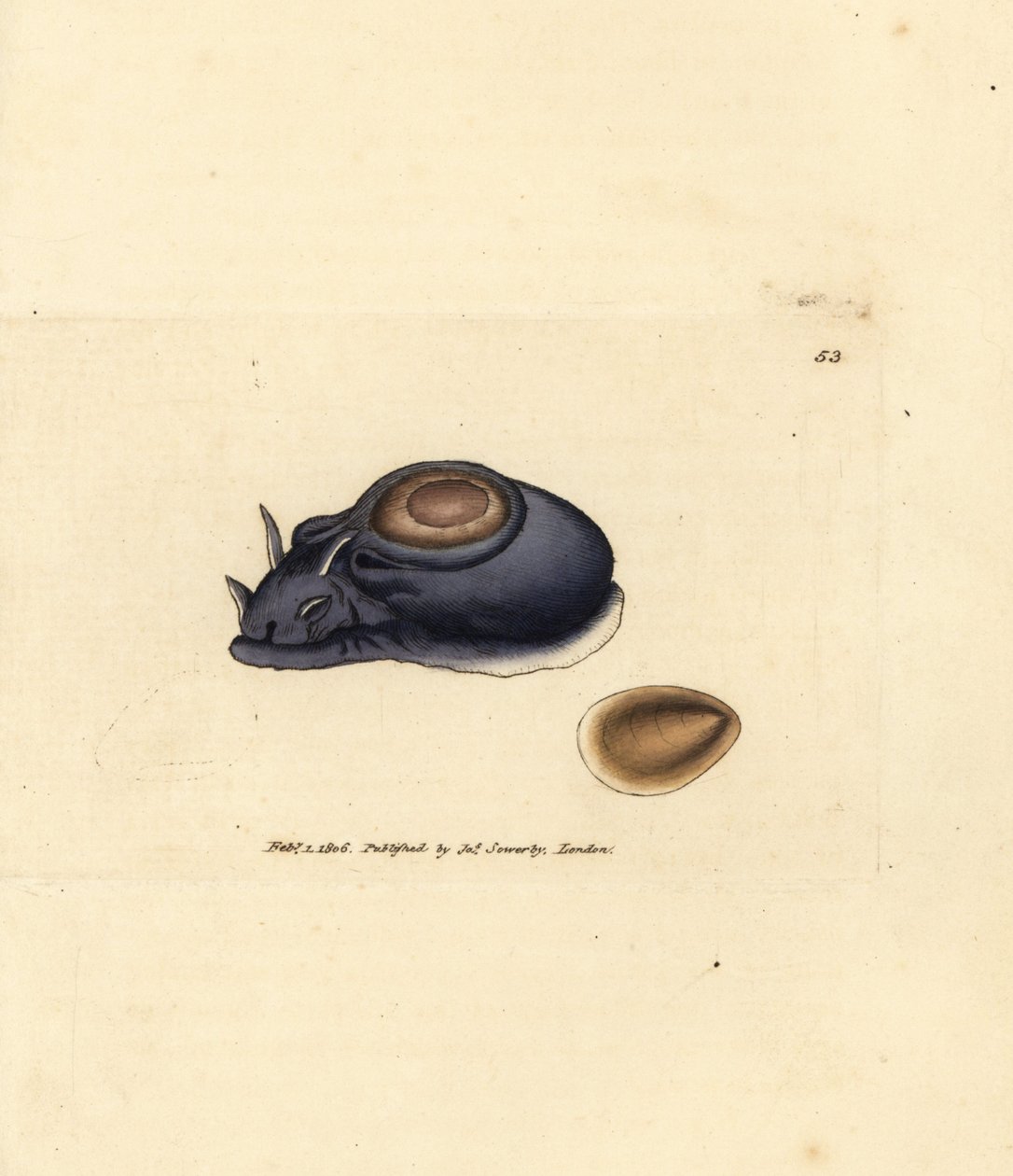 Havsnigel eller havshare, Aplysia punctata (Aplysia hybrida). Handkolorerad kopparstick av James Sowerby från The British Miscellany, eller färgade figurer av nya, sällsynta eller föga kända djurämnen. av James Sowerby