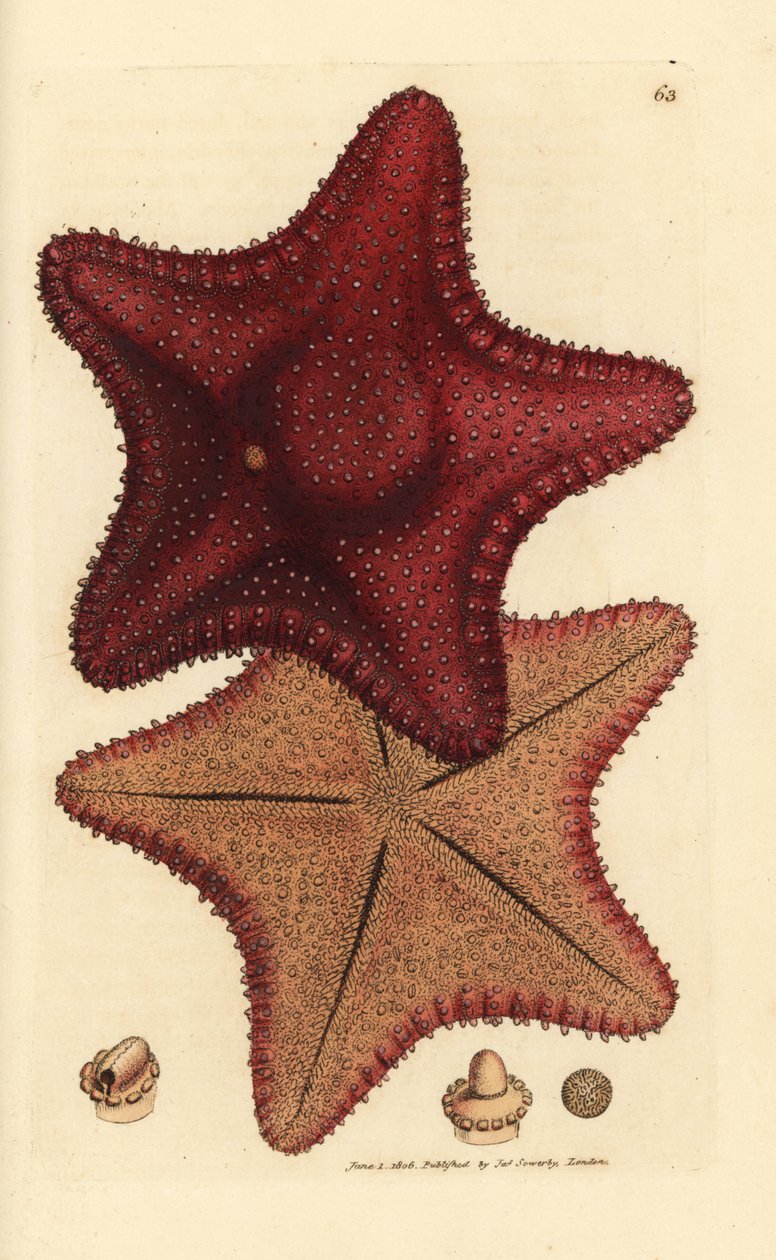 Sjöstjärna eller sjöstjärna, Hippasteria phrygiana (Asterias equestris?). Handkolorerad kopparstick av James Sowerby från The British Miscellany, eller färgade figurer av nya, sällsynta eller föga kända djurämnen. av James Sowerby