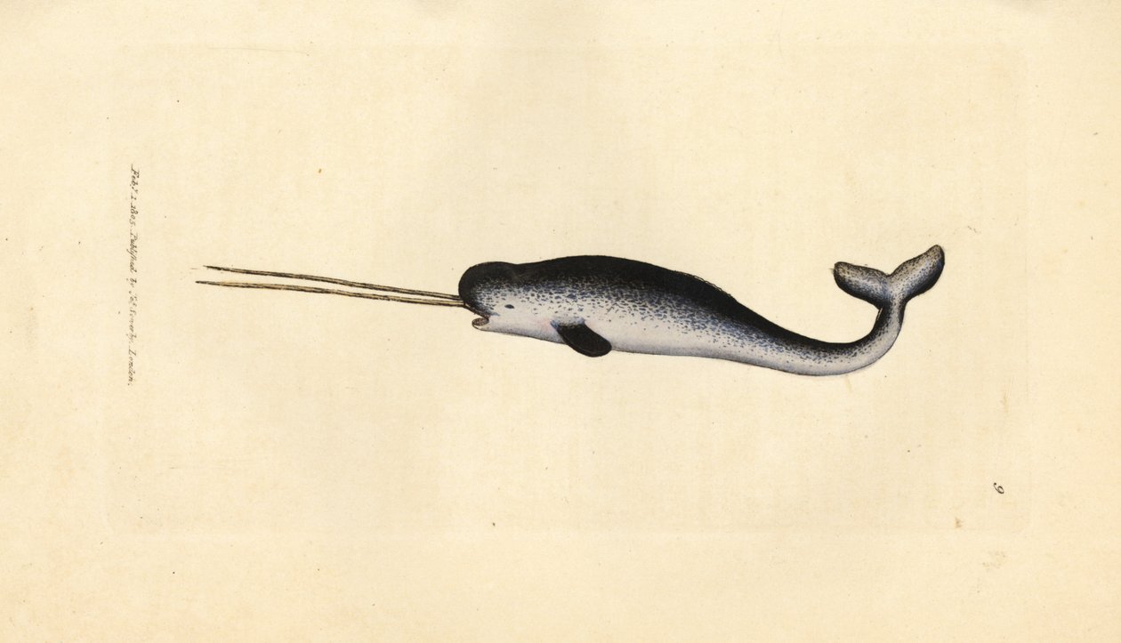 Havets enhörning eller narval, Monodon monoceros. Sällsynt exemplar med dubbla betar. Handkolorerad kopparstick av James Sowerby från The British Miscellany, eller färgade figurer av nya, sällsynta eller föga kända djurämnen. av James Sowerby