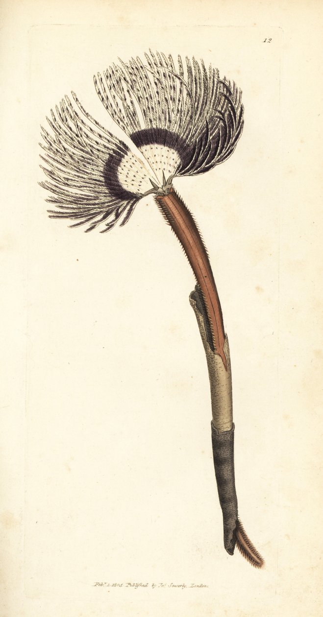 Havsmask, Amphitrite ventilabrum. Handkolorerad kopparstick av James Sowerby från The British Miscellany, eller färgade figurer av nya, sällsynta eller föga kända djurämnen. av James Sowerby