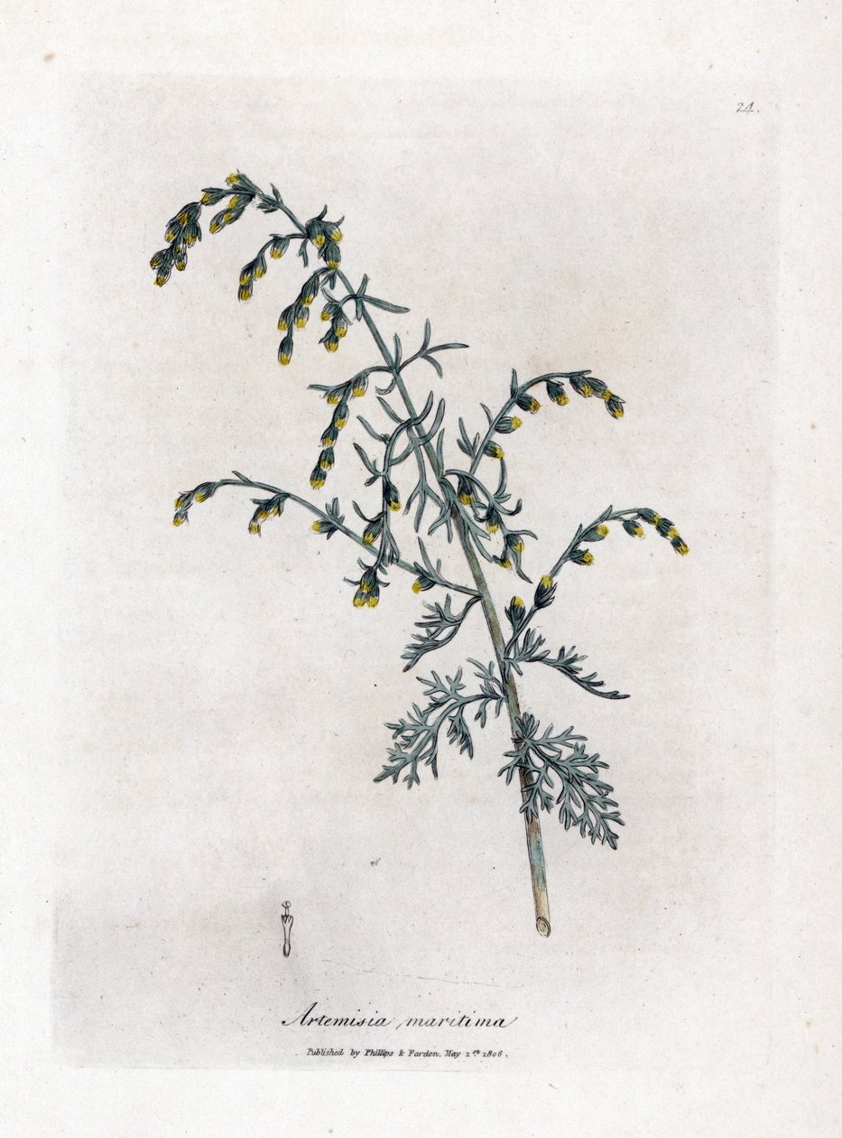 Havsmalört, Artemisia maritima. Handfärgad kopparstick från en botanisk illustration av James Sowerby från William Woodville och Sir William Jackson Hookers "" Medical Botany", John Bohn, London av James Sowerby