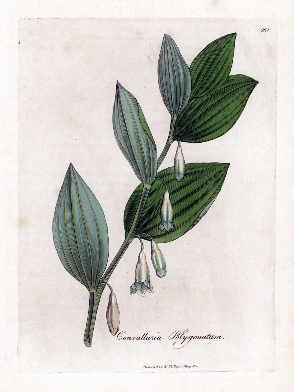 Seal of Solomon Multiflora - Salomons sigill, Polygonatum multiflorum. Handfärgad kopparstick från en botanisk illustration av James Sowerby från William Woodville och Sir William Jackson Hookers "" Medical Botany", John Bohn, London av James Sowerby