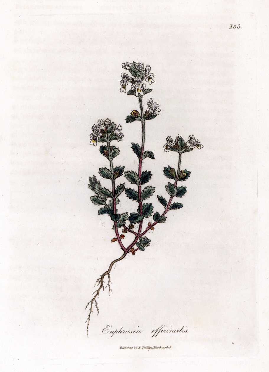 Kortsynt gräs - Vanlig ögontröst, Euphrasia officinalis. Handfärgad kopparstick från en botanisk illustration av James Sowerby från William Woodville och Sir William Jackson Hookers "" Medical Botany", John Bohn, London av James Sowerby