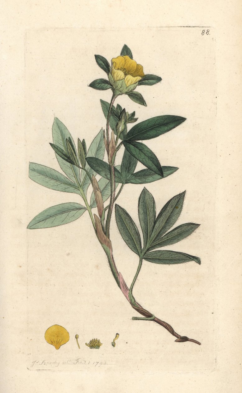Buskig cinquefoil, Dasiphora fruticosa eller Potentilla fruticosa (Cinquefoil frutescente ou la cinquefoil shbustive) Handfärgad kopparstick efter en illustration av James Sowerby från James Smith
