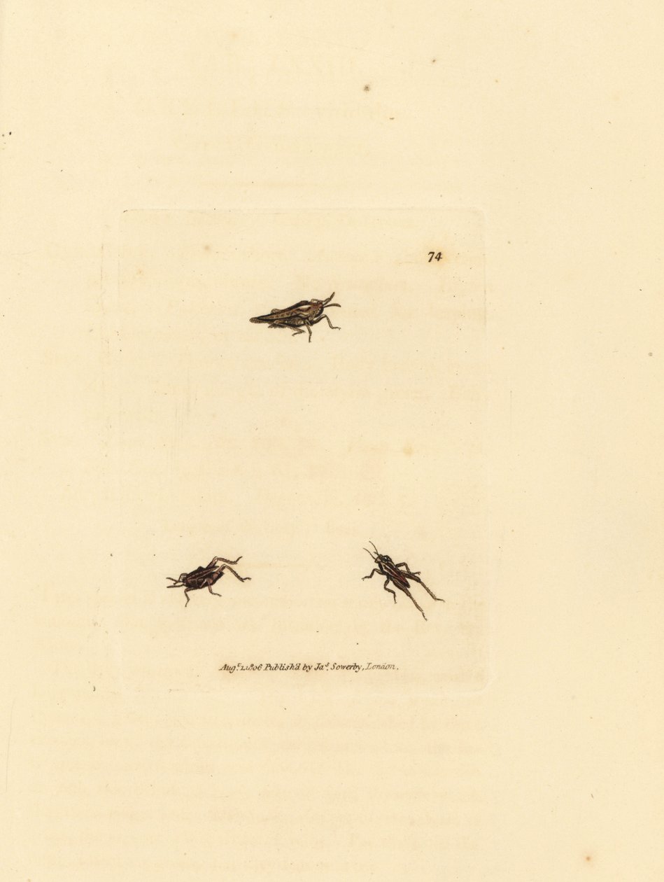 Smal gräshoppa, Tetrix subulata (AWL-formad akrydium, Acrydium subulatum). Handkolorerad kopparstick av James Sowerby från The British Miscellany, eller färgade figurer av nya, sällsynta eller föga kända djurämnen. av James Sowerby