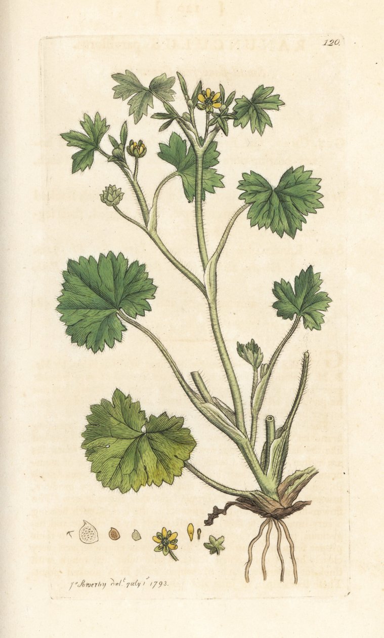 Småblommig smörblomma, Ranunculus parviflorus (smörblomma) Handfärgad kopparstick efter en illustration av James Sowerby från James Smith