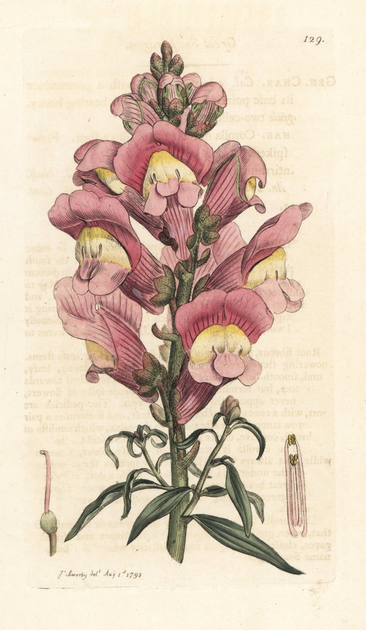 Snapdragon, Antirrhinum majus Handkolorerad kopparstick efter en illustration av James Sowerby från James Smith