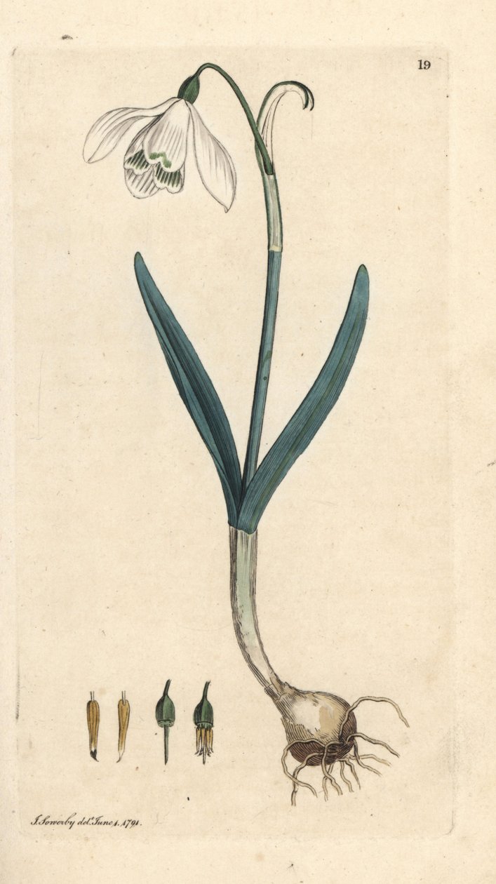 Snödroppe, Galanthus nivalis. Handkolorerad kopparstick efter en illustration av James Sowerby från James Smith