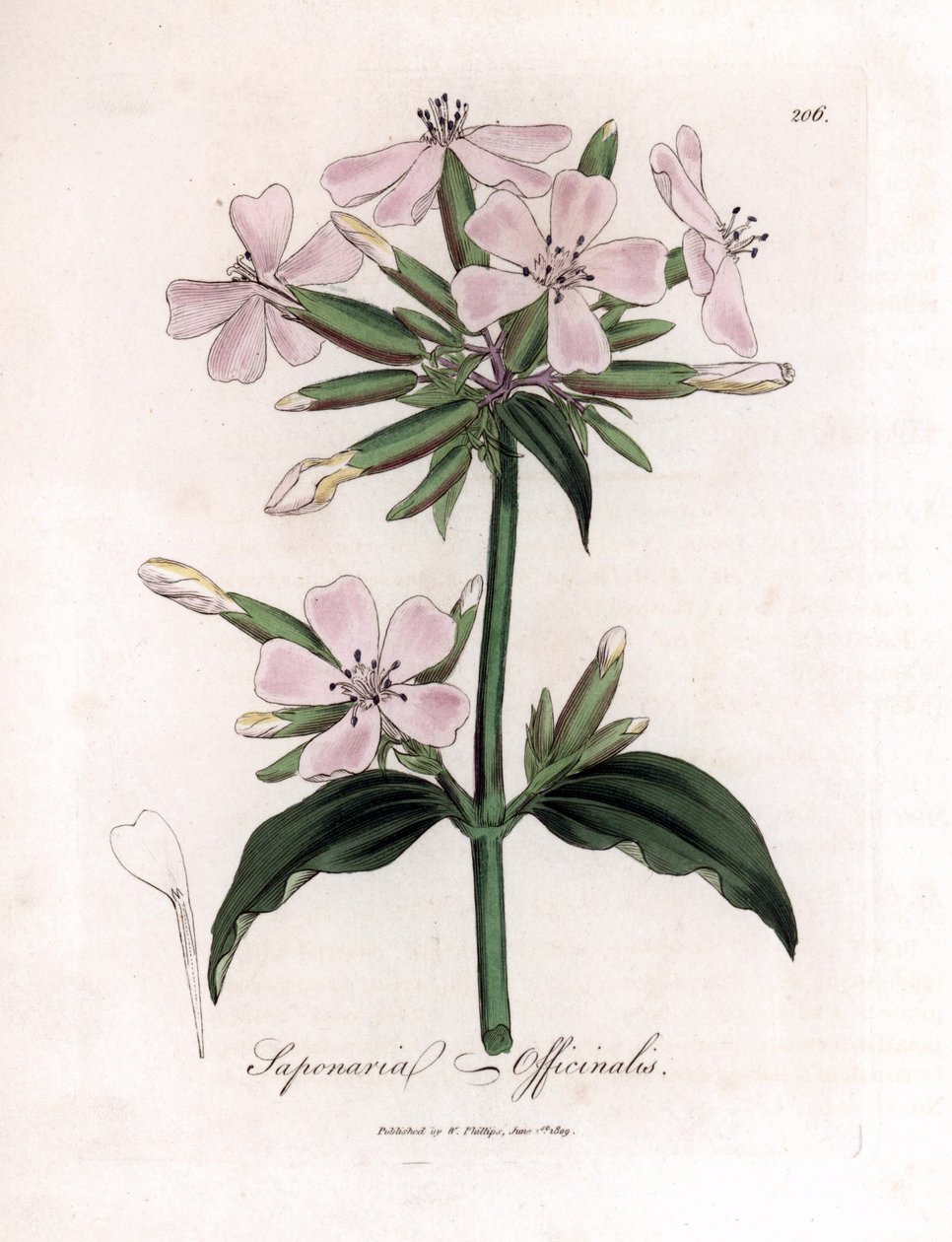 Tvålört, Saponaria officinalis. Handfärgad kopparstick från en botanisk illustration av James Sowerby från William Woodville och Sir William Jackson Hookers "" Medical Botany", John Bohn, London av James Sowerby