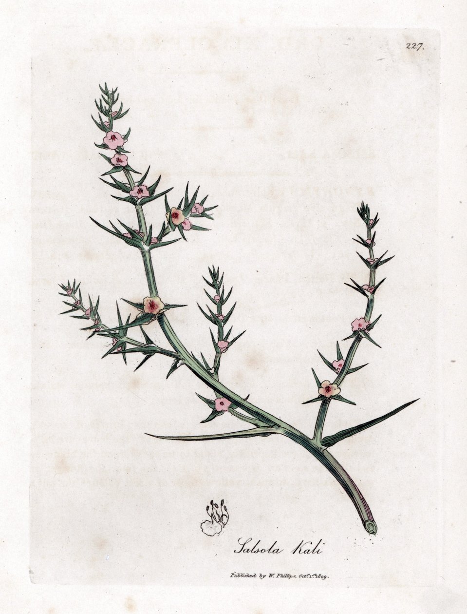 Soda brulee - Prickly saltwort, Kali turgida. Handfärgad kopparstick från en botanisk illustration av James Sowerby från William Woodville och Sir William Jackson Hookers "" Medical Botany", John Bohn, London av James Sowerby