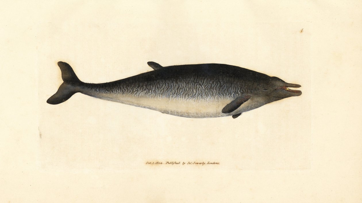 Sowerbys näbbval, Mesoplodon bidens (Physeter bidens, tvåtandad kaskelot). Handkolorerad kopparstick av James Sowerby från The British Miscellany, eller färgade figurer av nya, sällsynta eller föga kända djurämnen. av James Sowerby