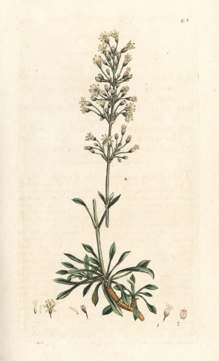 Spansk fångfluga, Silene otites (spansk campion, Cucubalus otites) (silene och små blad) Handfärgad kopparstick efter en illustration av James Sowerby från James Smith