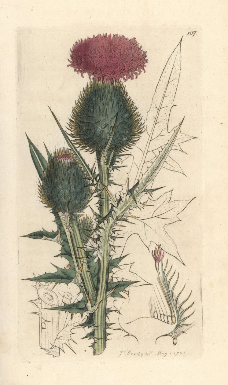 Spjuttistel, Cirsium vulgare (Carduus lanceolatus) (Common Cirse) Handkolorerad kopparstick efter en illustration av James Sowerby från James Smith