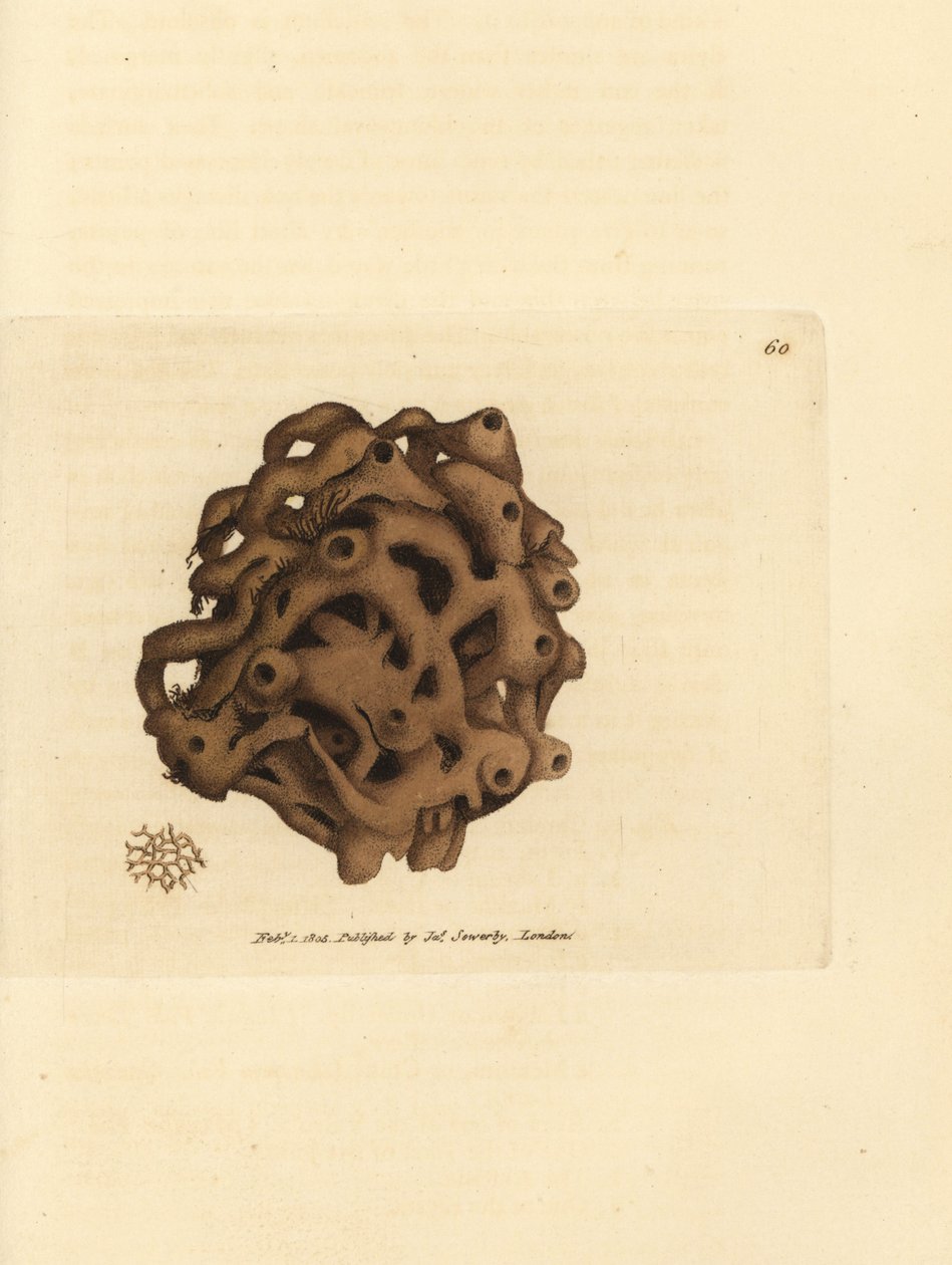 Svamp, Haliclona cinerea (Annullerad svamp, Spongia cancellata). Handkolorerad kopparstick av James Sowerby från The British Miscellany, eller färgade figurer av nya, sällsynta eller föga kända djurämnen. av James Sowerby