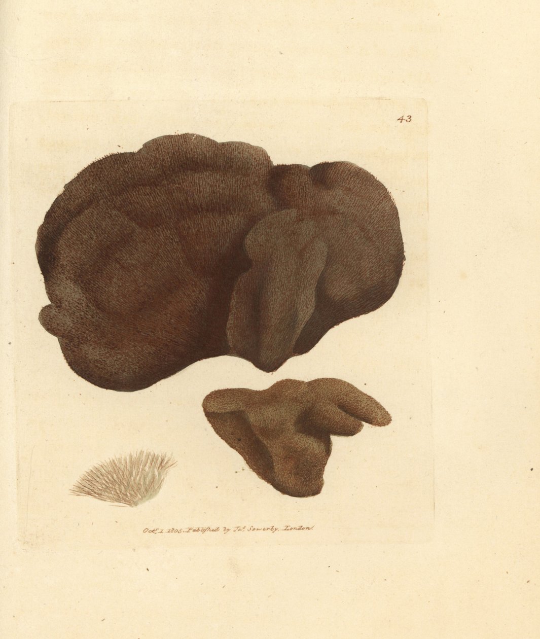 Svamp, Spongionella pulchella (Spongia pulchella). Handfärgad kopparstick av James Sowerby från The British Miscellany, eller färgade figurer av nya, sällsynta eller föga kända djurämnen. av James Sowerby