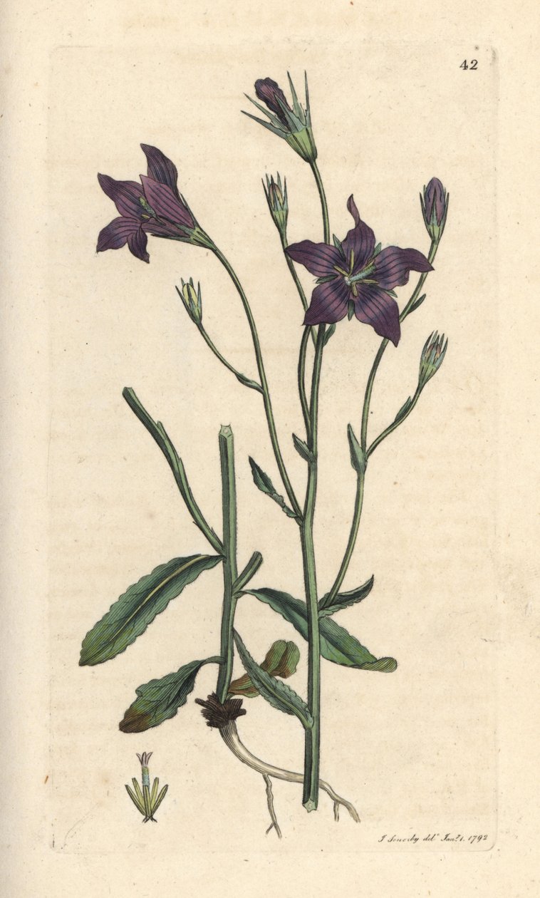 Spridande klockblomma, Campanula patula Handfärgad kopparstick efter en illustration av James Sowerby från James Smith