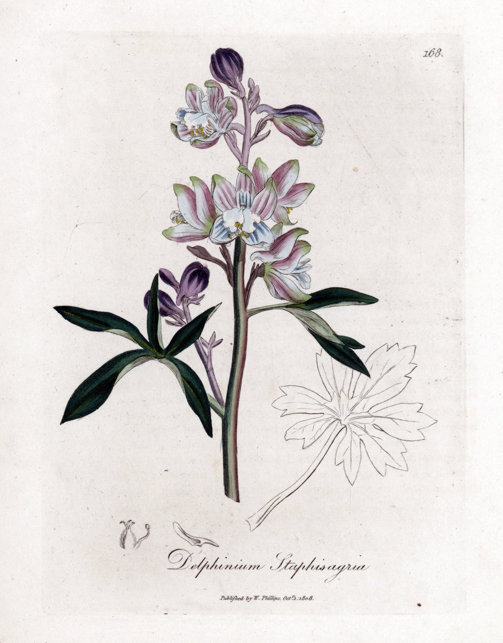 Staphisegar eller gräs med löss eller gräs med giktiga eller vilda druvor - Palmerad larksporre eller stav, Delphinium staphisagria. Handfärgad kopparstick från en botanisk illustration av James Sowerby från William Woodville och Sir William Jackson H av James Sowerby