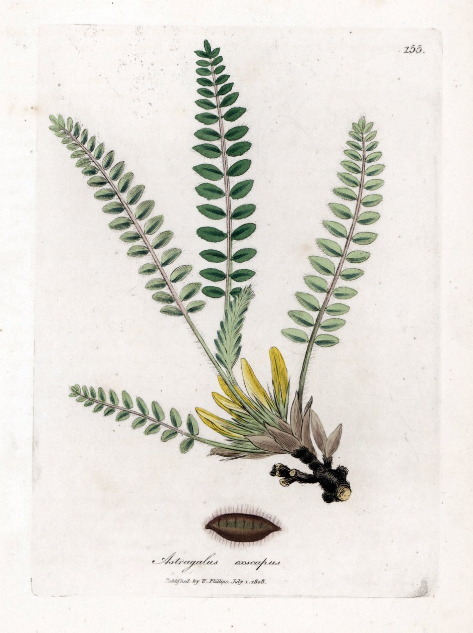 Stemless Astragalus - Stemless milkvetch, Astragalus excapus. Handfärgad kopparstick från en botanisk illustration av James Sowerby från William Woodville och Sir William Jackson Hookers "" Medical Botany", John Bohn, London av James Sowerby