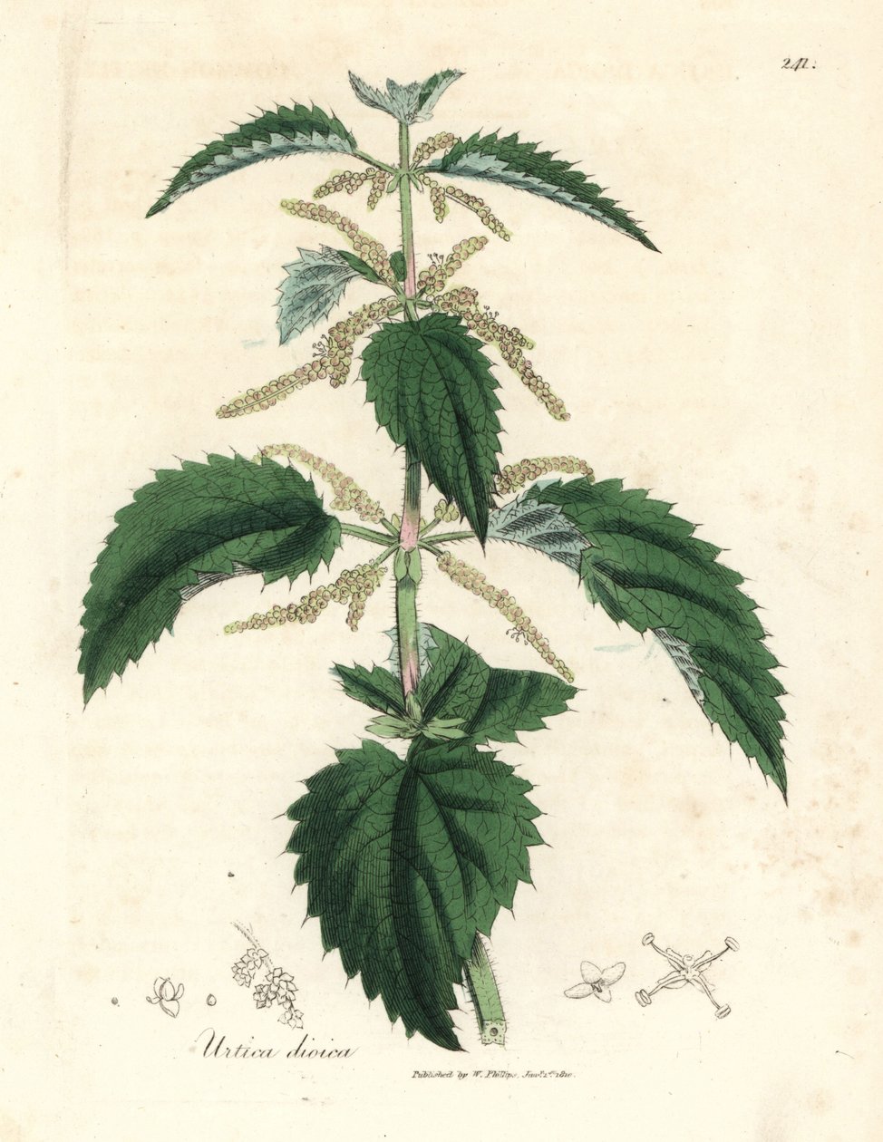 Brännässla, Urtica dioica av James Sowerby