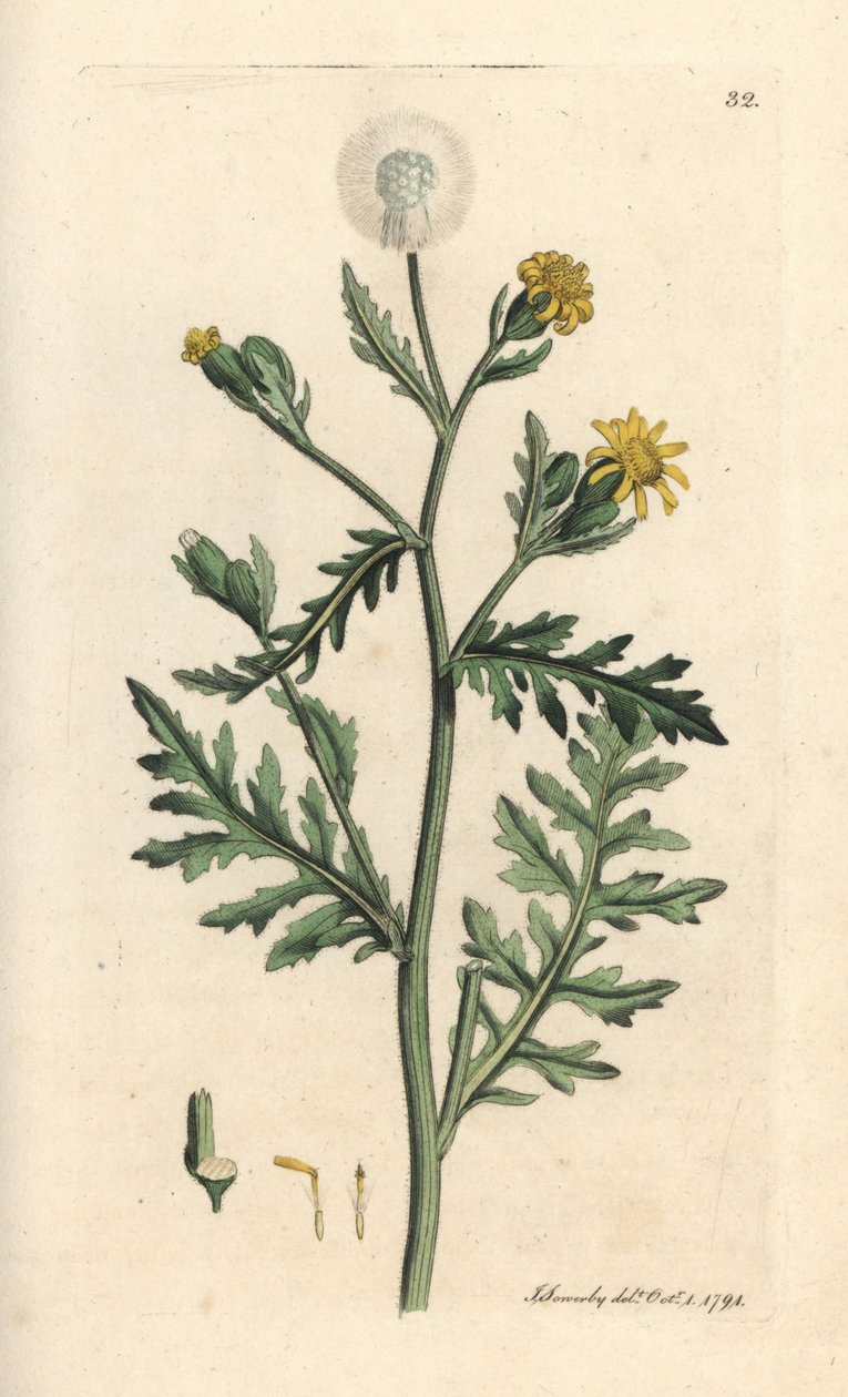 Stinkande eller klibbig jordsel, Senecio viscosus (viskös senekon) Handfärgad kopparstick efter en illustration av James Sowerby från James Smith