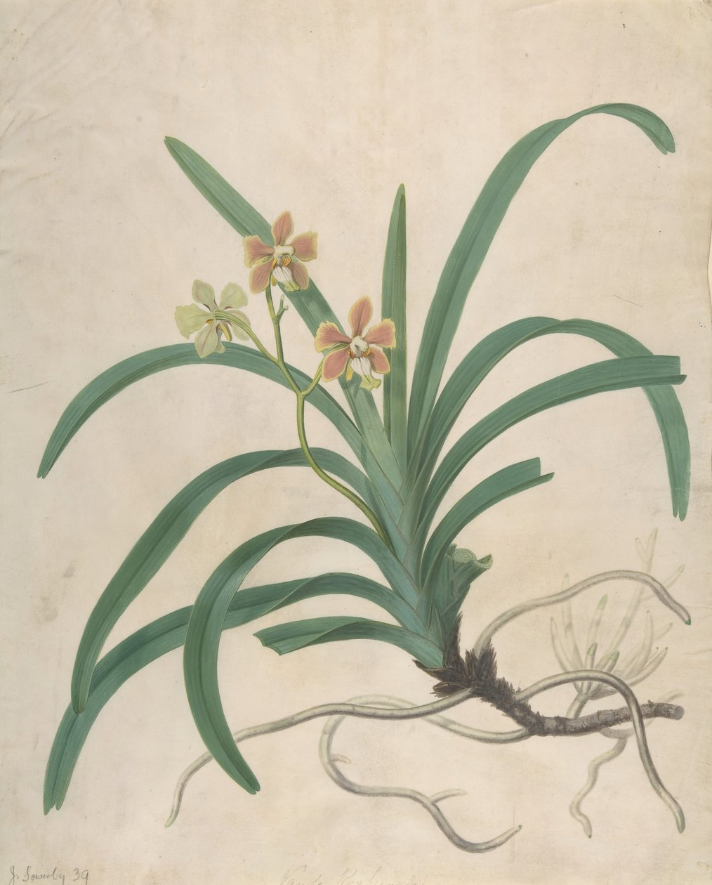 Studie av en orkidé, Vanda Roxburgia, före 1822. av James Sowerby