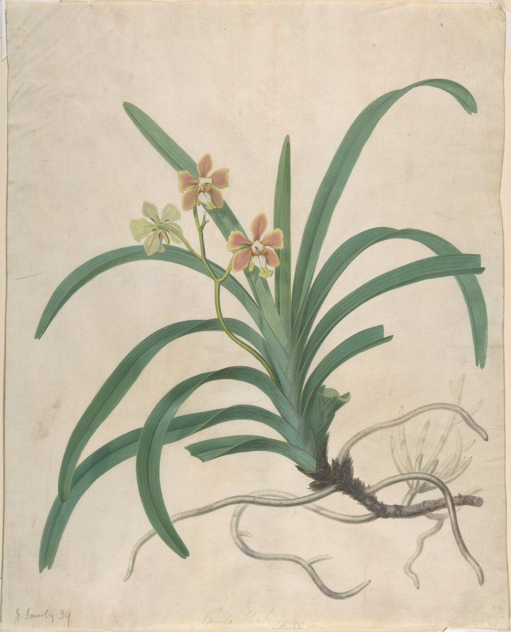 Studie av en orkidé, "Vanda Roxburgia" av James Sowerby
