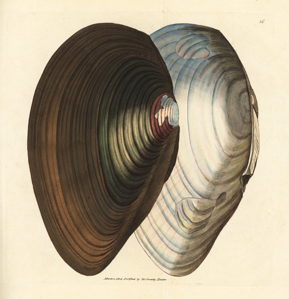 Svanmussla, Anodonta stagnalis (Mytilus stagnalis). Handkolorerad kopparstick av James Sowerby från The British Miscellany, eller färgade figurer av nya, sällsynta eller föga kända djurämnen. av James Sowerby