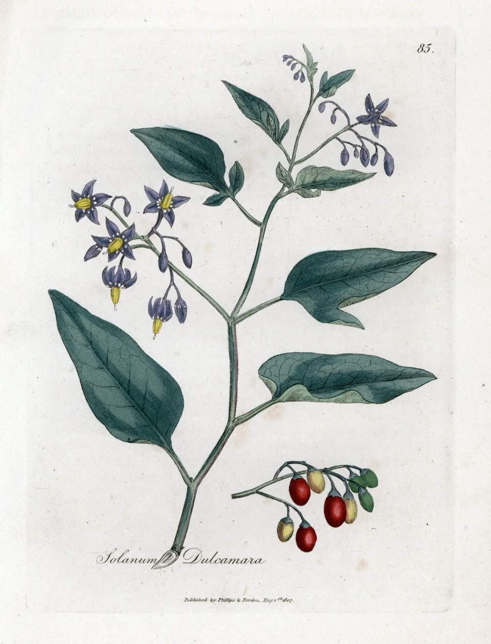 Sweet bitter eller sweet bitter nightshade - Woody nightshade, Solanum dulcamara. Handfärgad kopparstick från en botanisk illustration av James Sowerby från William Woodville och Sir William Jackson Hookers "" Medical Botany", John Bohn, London av James Sowerby