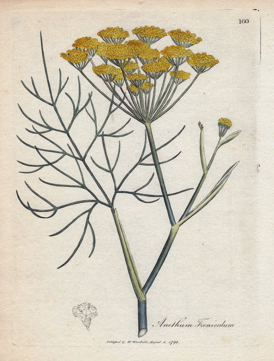 Söt fänkål (eller Provence fänkål). Handfärgad kopparstick från en teckning av James Sowerby (1757-1822), i Botanique Medicinale av James Sowerby