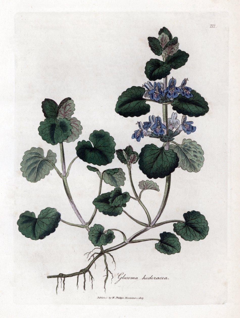 Terrestrial Ivy - Markmurgröna, Glecoma hederacea. Handfärgad kopparstick från en botanisk illustration av James Sowerby från William Woodville och Sir William Jackson Hookers "" Medical Botany,"" John Bohn, London av James Sowerby